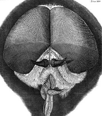 Инсектопедия Инсектопедия