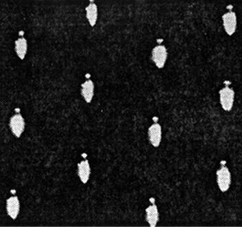 Инсектопедия Инсектопедия