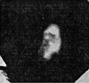 Инсектопедия Инсектопедия