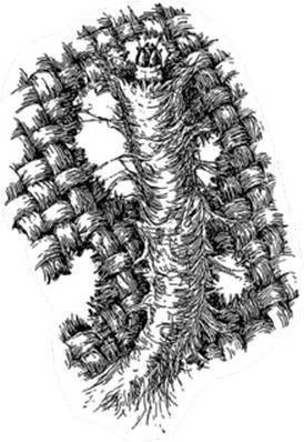 Инсектопедия Инсектопедия