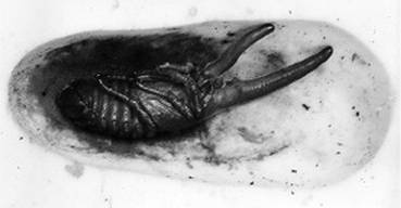 Инсектопедия Инсектопедия