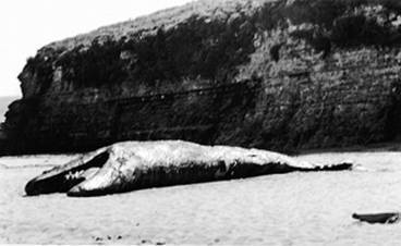 Инсектопедия Инсектопедия