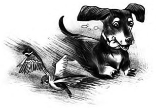 Жил-был такс Жил-был такс