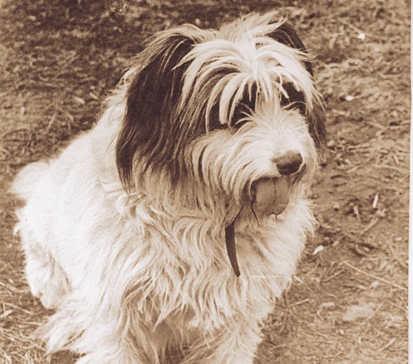 Я нашла вам собаку Я нашла вам собаку