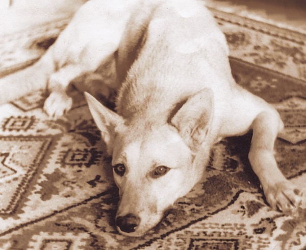 Я нашла вам собаку Я нашла вам собаку