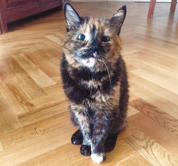 Я нашла вам собаку Я нашла вам собаку