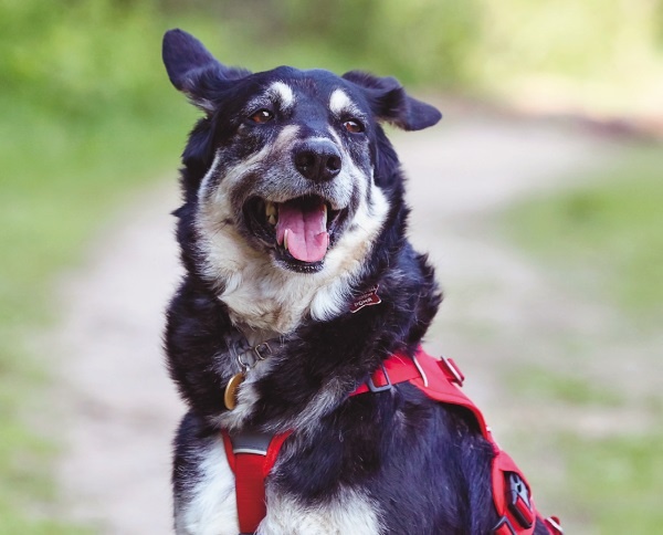 Я нашла вам собаку Я нашла вам собаку