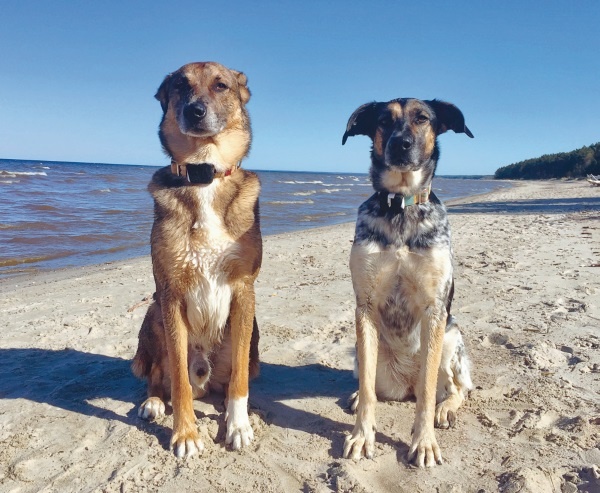 Я нашла вам собаку