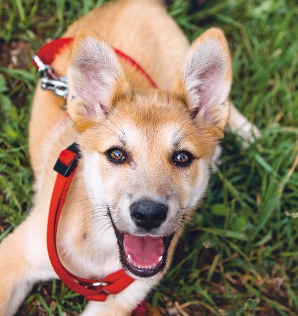 Я нашла вам собаку Я нашла вам собаку