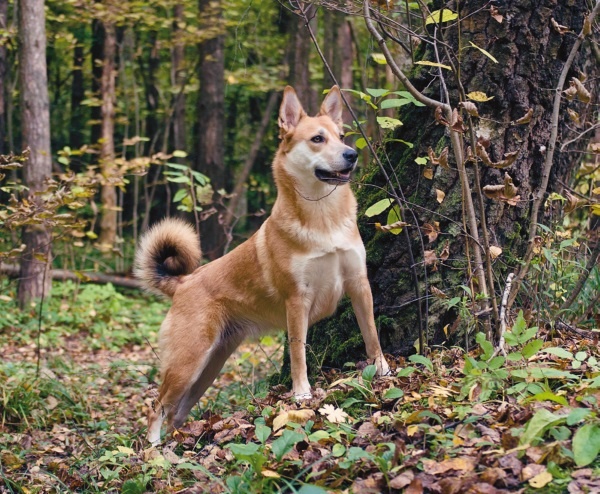 Я нашла вам собаку Я нашла вам собаку