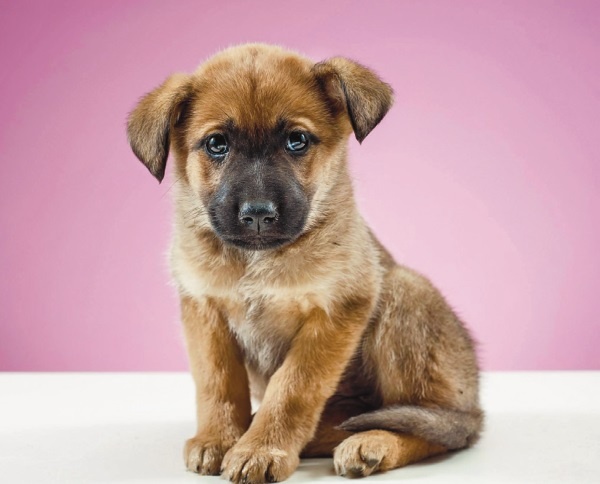 Я нашла вам собаку Я нашла вам собаку