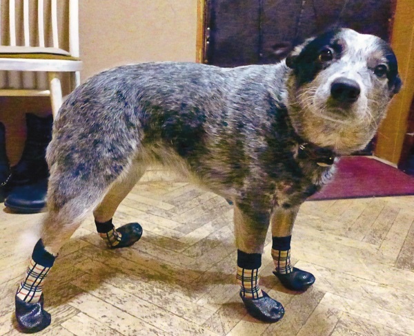 Я нашла вам собаку Я нашла вам собаку