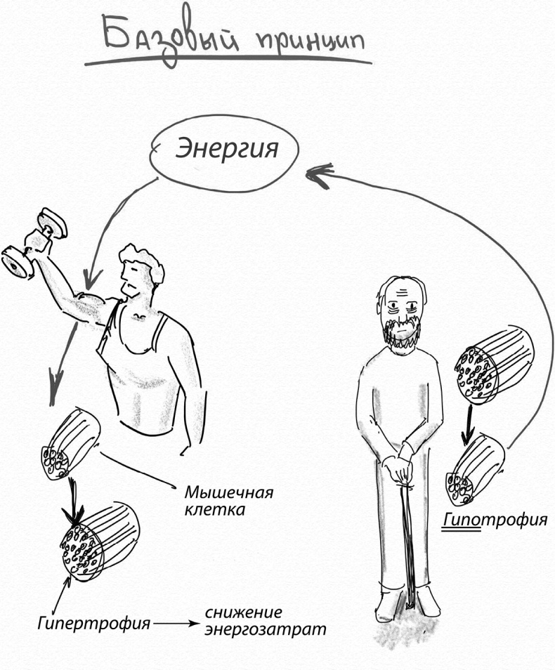 Мозговодство Мозговодство