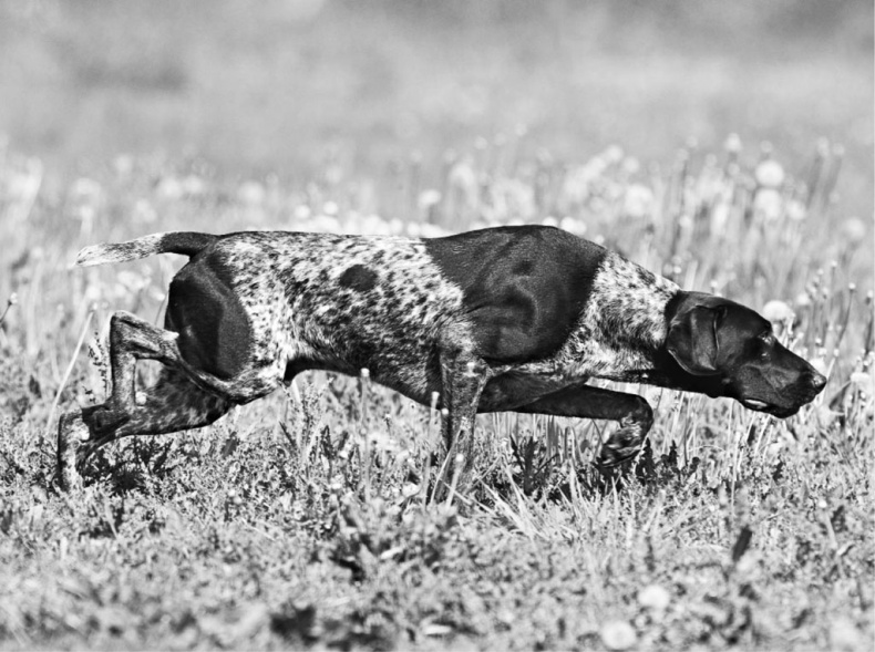 «Вожак стаи». Полное руководство по дрессировке и воспитанию собак
