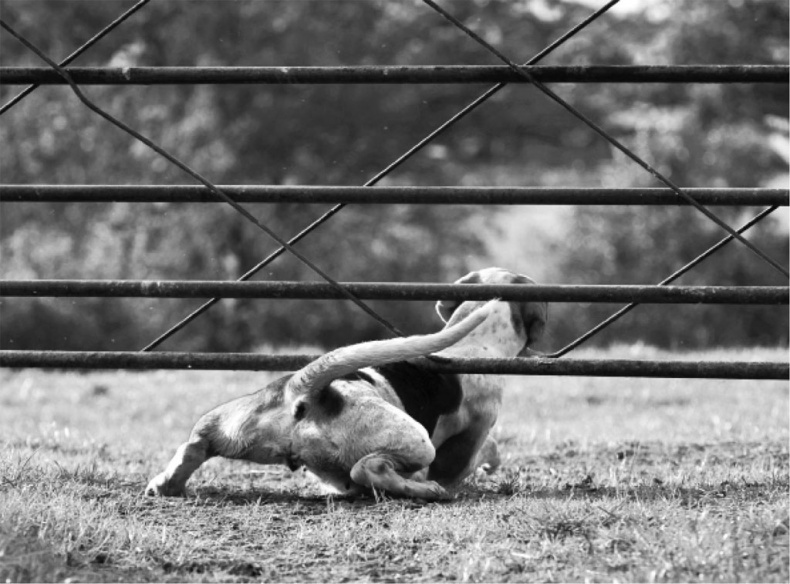 «Вожак стаи». Полное руководство по дрессировке и воспитанию собак