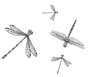 Маленький Йоханнес Маленький Йоханнес