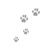 Духовный мир животных Духовный мир животных