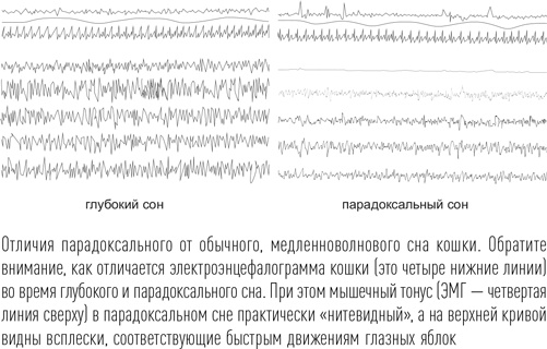 Загадки сна